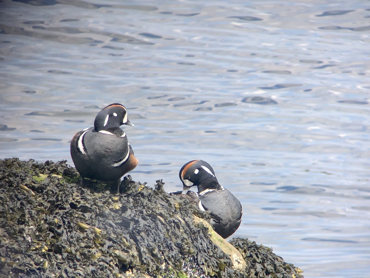Harlequin Duck - ML638227445