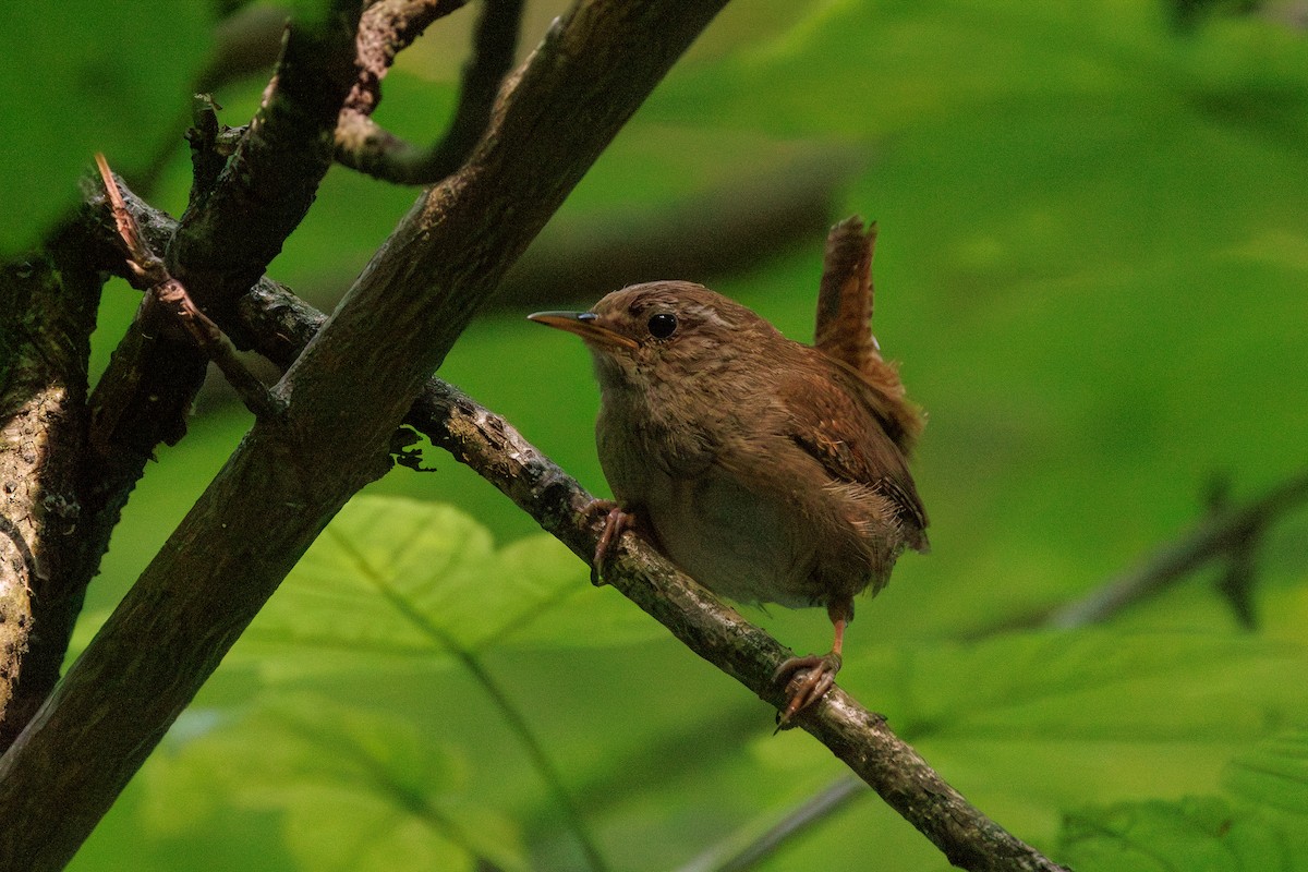 Troglodyte mignon - ML638227447