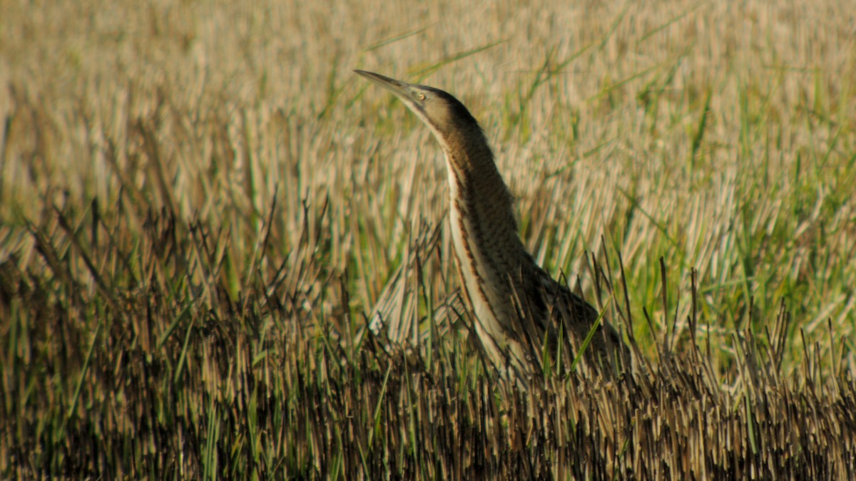 Eurasian Bittern - ML638227475