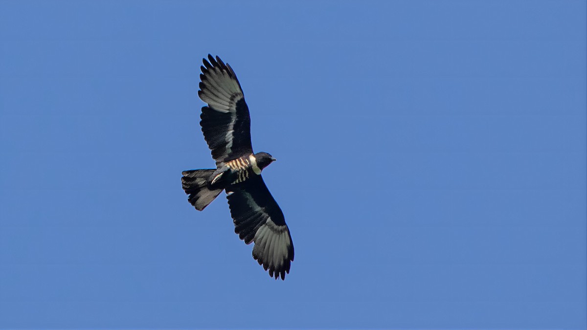 Black Baza - ML638227480
