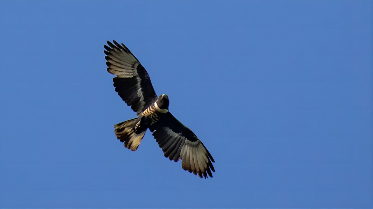 Black Baza - ML638227481
