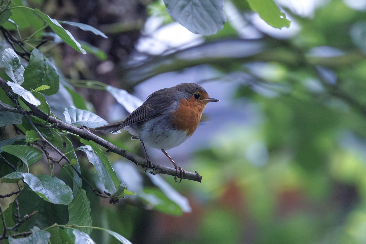 Rougegorge familier - ML638227483