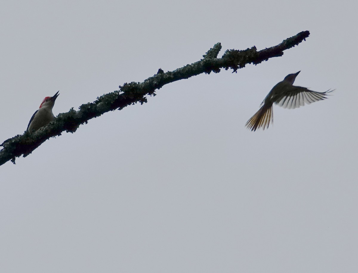 Red-bellied Woodpecker - ML638227491