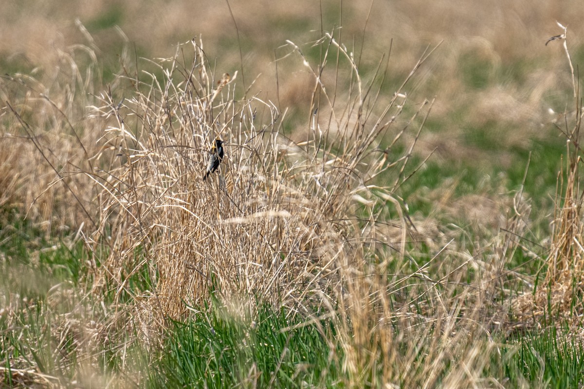 Bobolink - ML638227498