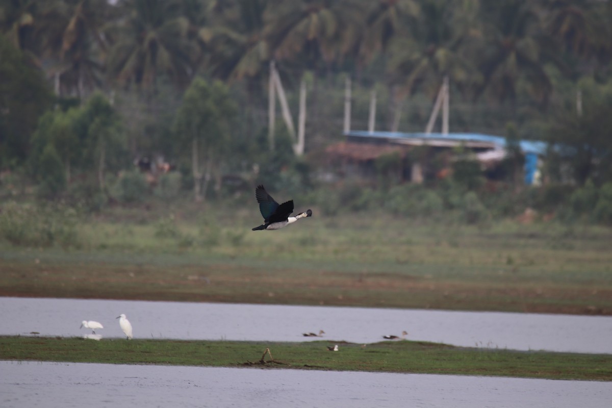 Knob-billed Duck - ML638227500