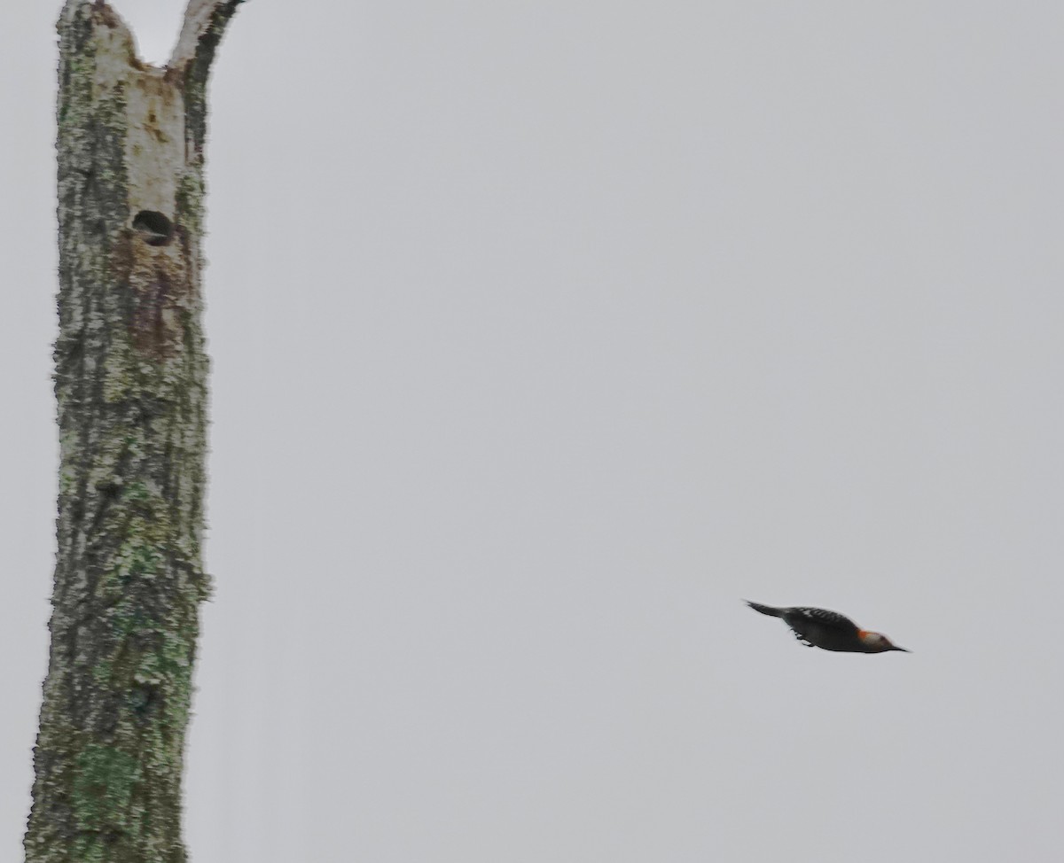 Red-bellied Woodpecker - ML638227503