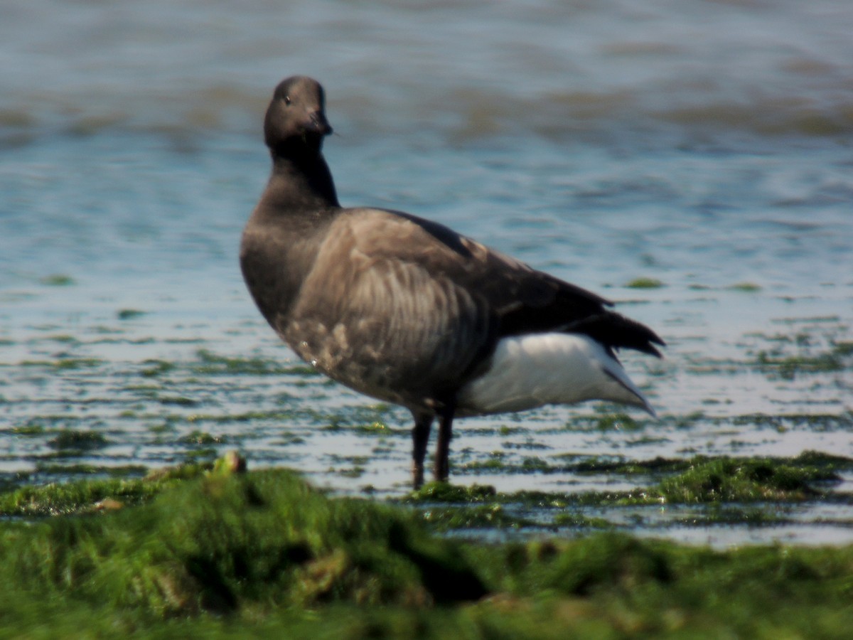 Brant (Dark-bellied) - ML638227512