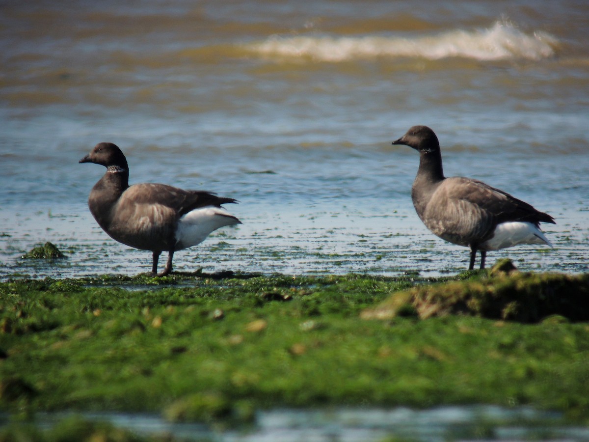 Brant (Dark-bellied) - ML638227514