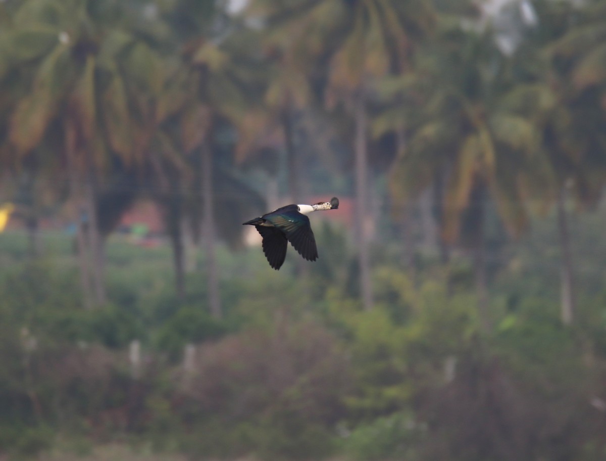 Knob-billed Duck - ML638227521