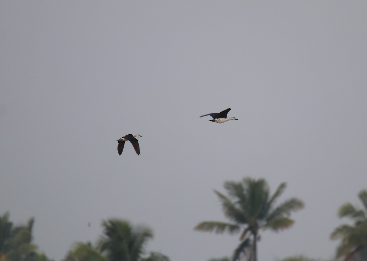 Knob-billed Duck - ML638227544