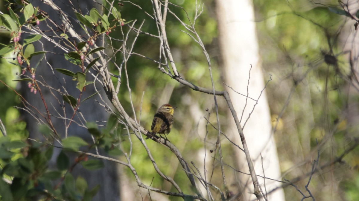 Palm Warbler - ML638227545
