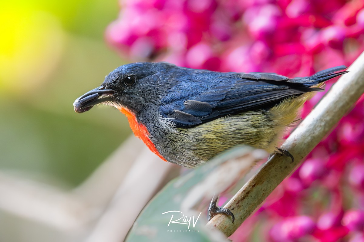 Black-sided Flowerpecker - ML638227565