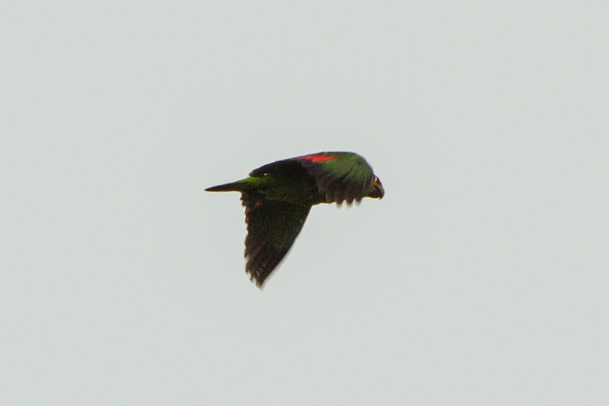 Red-lored Amazon - ML638227573