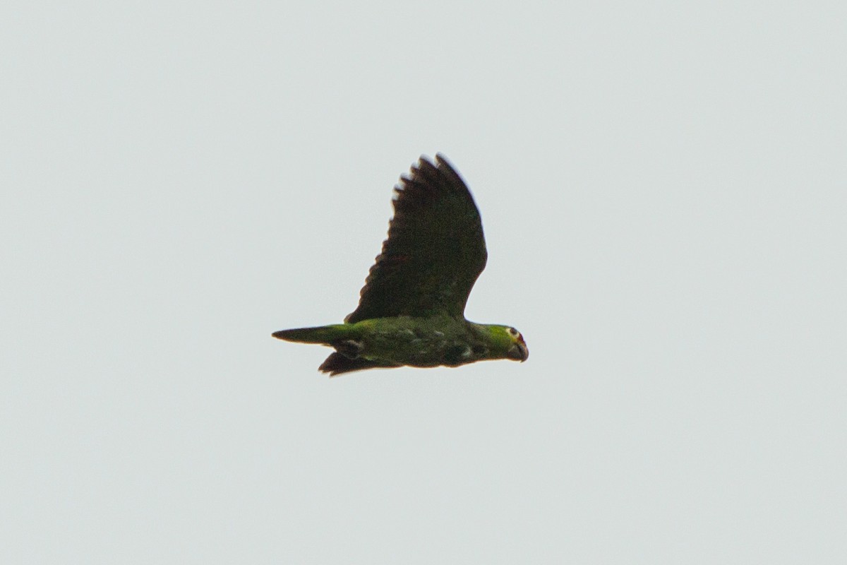 Red-lored Amazon - ML638227574