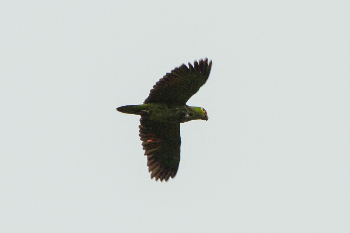 Red-lored Amazon - ML638227575
