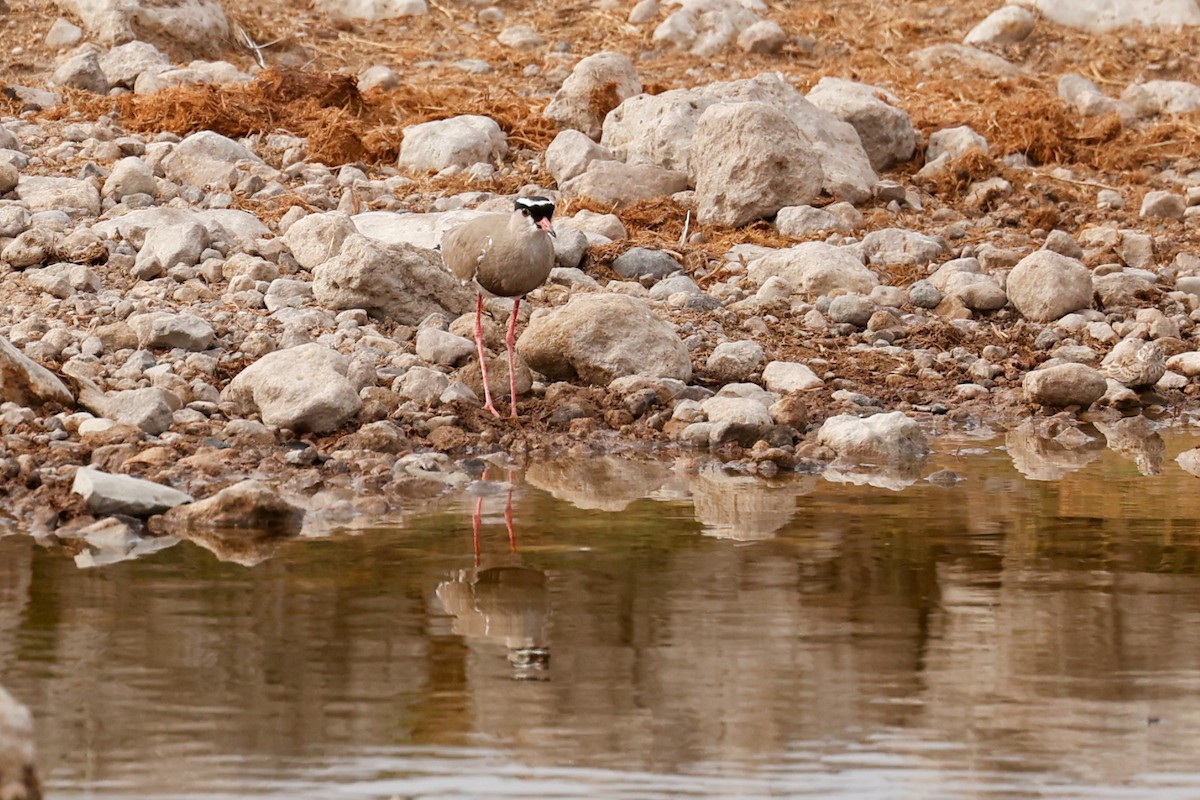 Crowned Lapwing - ML638227587
