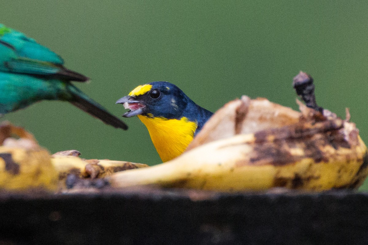 Yellow-throated Euphonia - ML638227628
