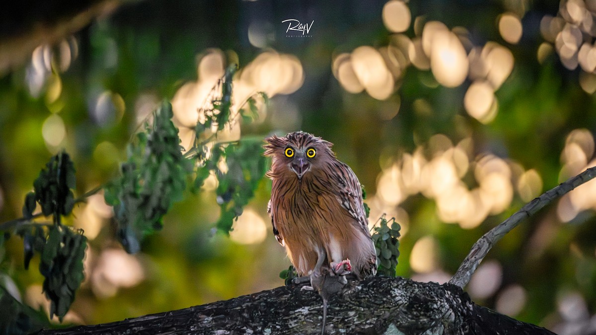 Buffy Fish-Owl - ML638227629