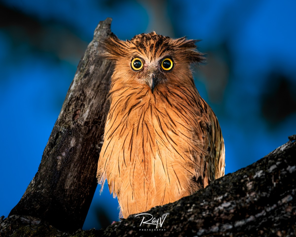 Buffy Fish-Owl - ML638227630