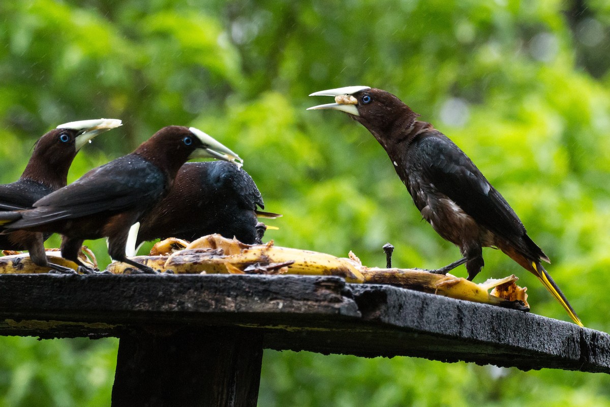 Chestnut-headed Oropendola - ML638227637
