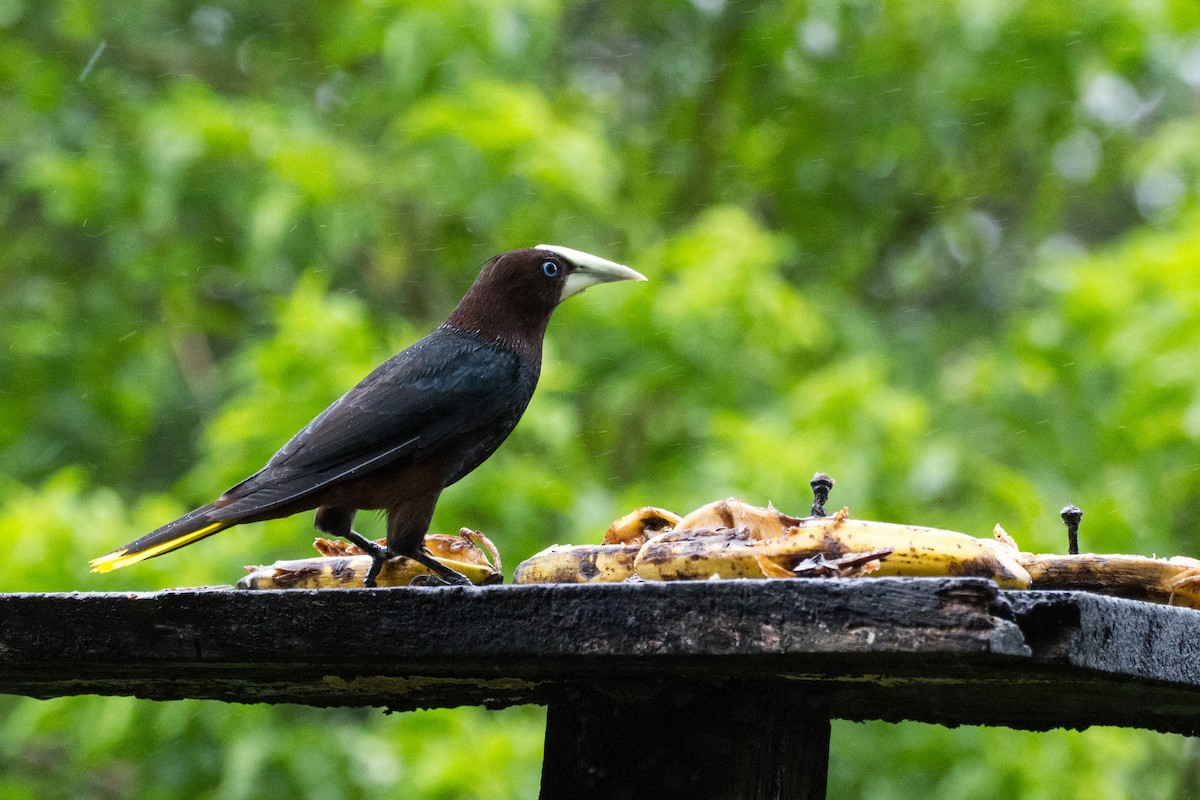 Chestnut-headed Oropendola - ML638227638