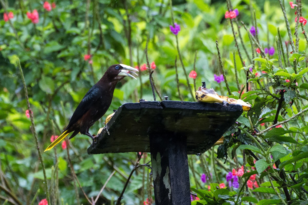 Chestnut-headed Oropendola - ML638227639