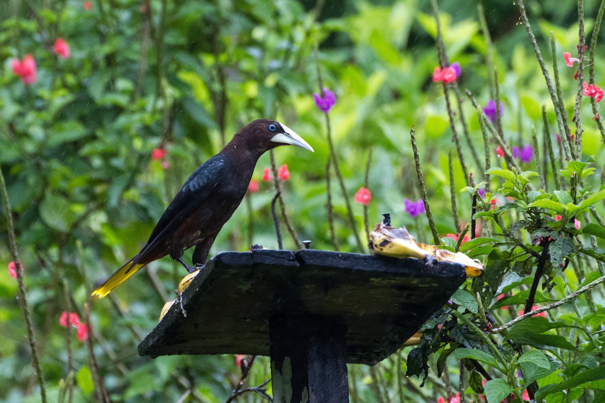 Chestnut-headed Oropendola - ML638227641