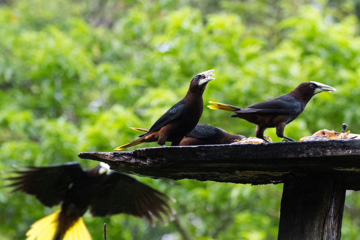 Chestnut-headed Oropendola - ML638227642