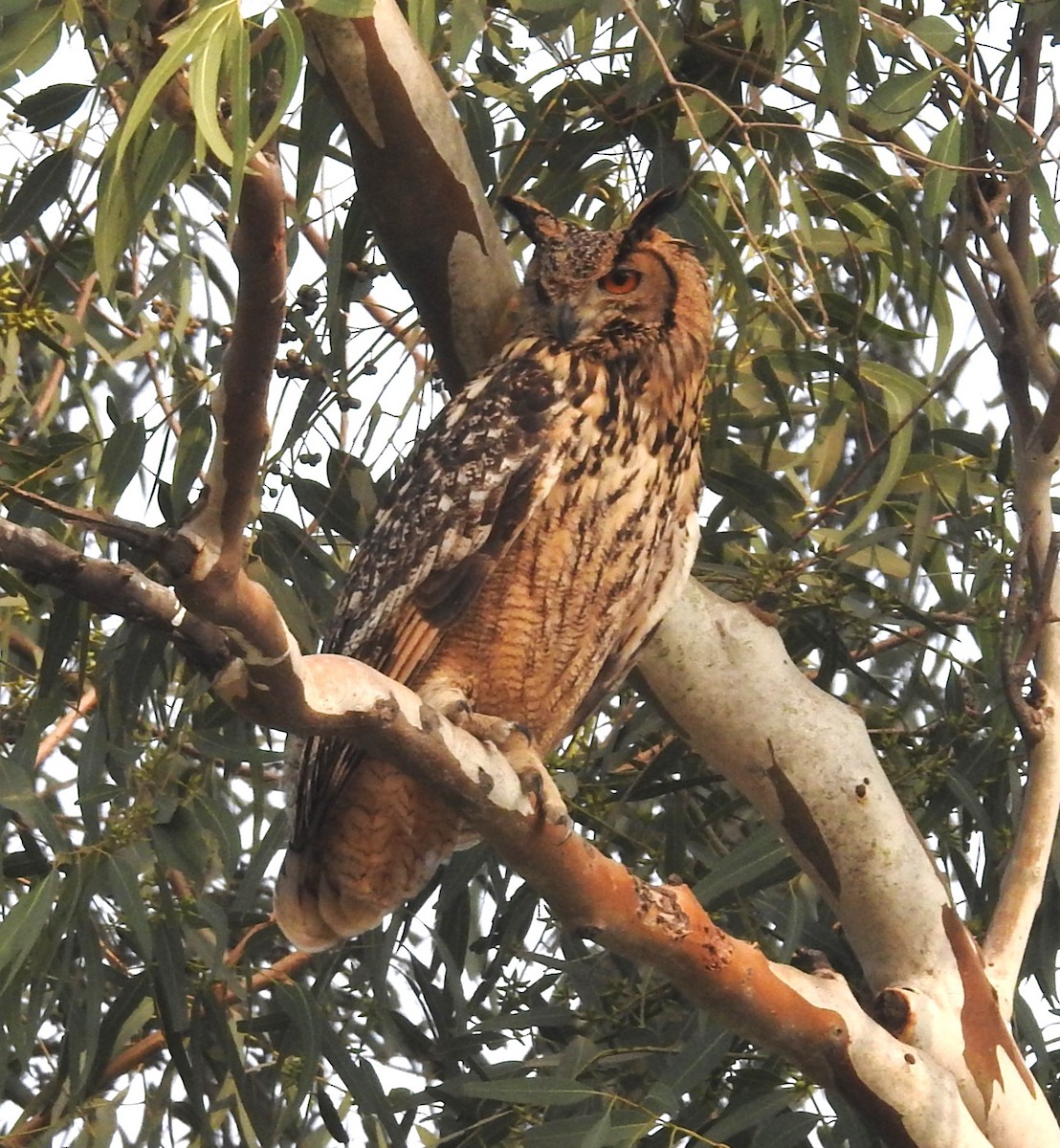 Rock Eagle-Owl - ML638227645