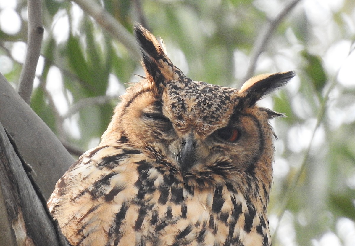 Rock Eagle-Owl - ML638227647