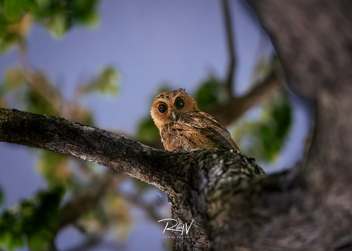Sunda Scops-Owl - ML638227648