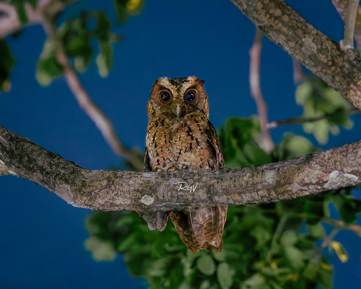 Sunda Scops-Owl - ML638227650