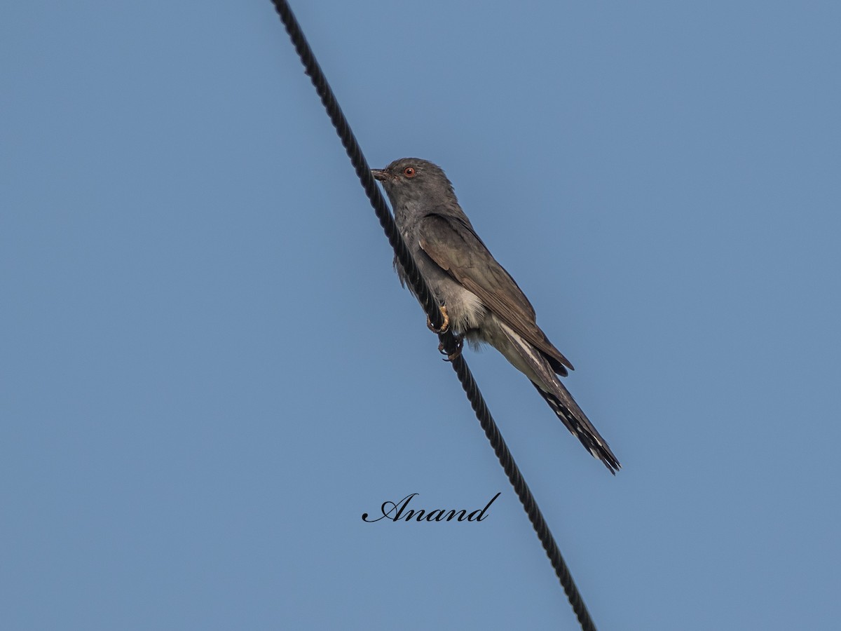 Gray-bellied Cuckoo - ML638227651