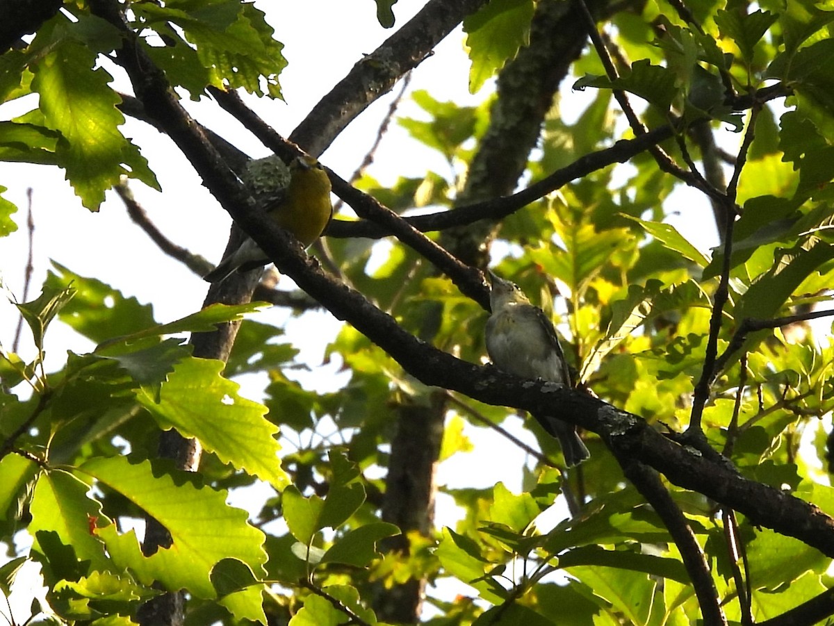 Sarı Gerdanlı Vireo - ML638227652
