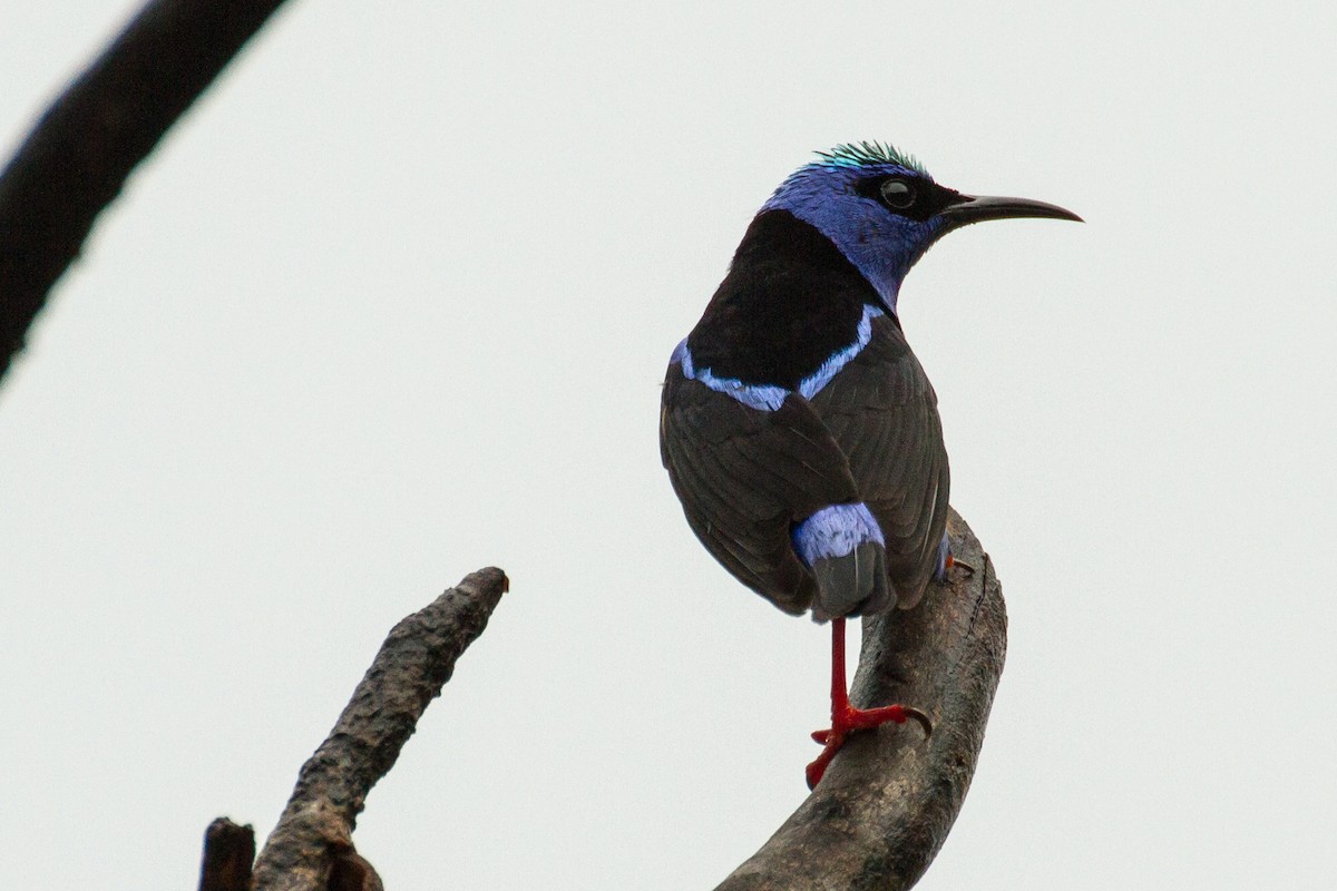 Red-legged Honeycreeper - ML638227653