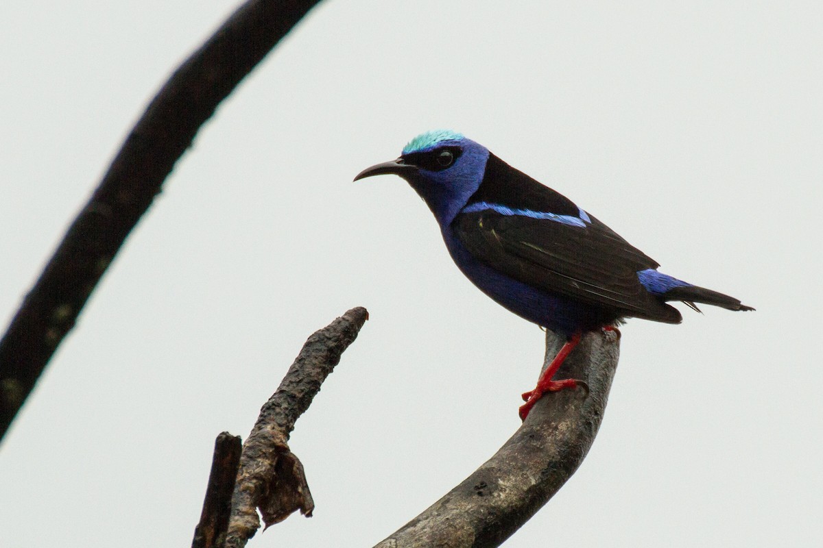 Red-legged Honeycreeper - ML638227655