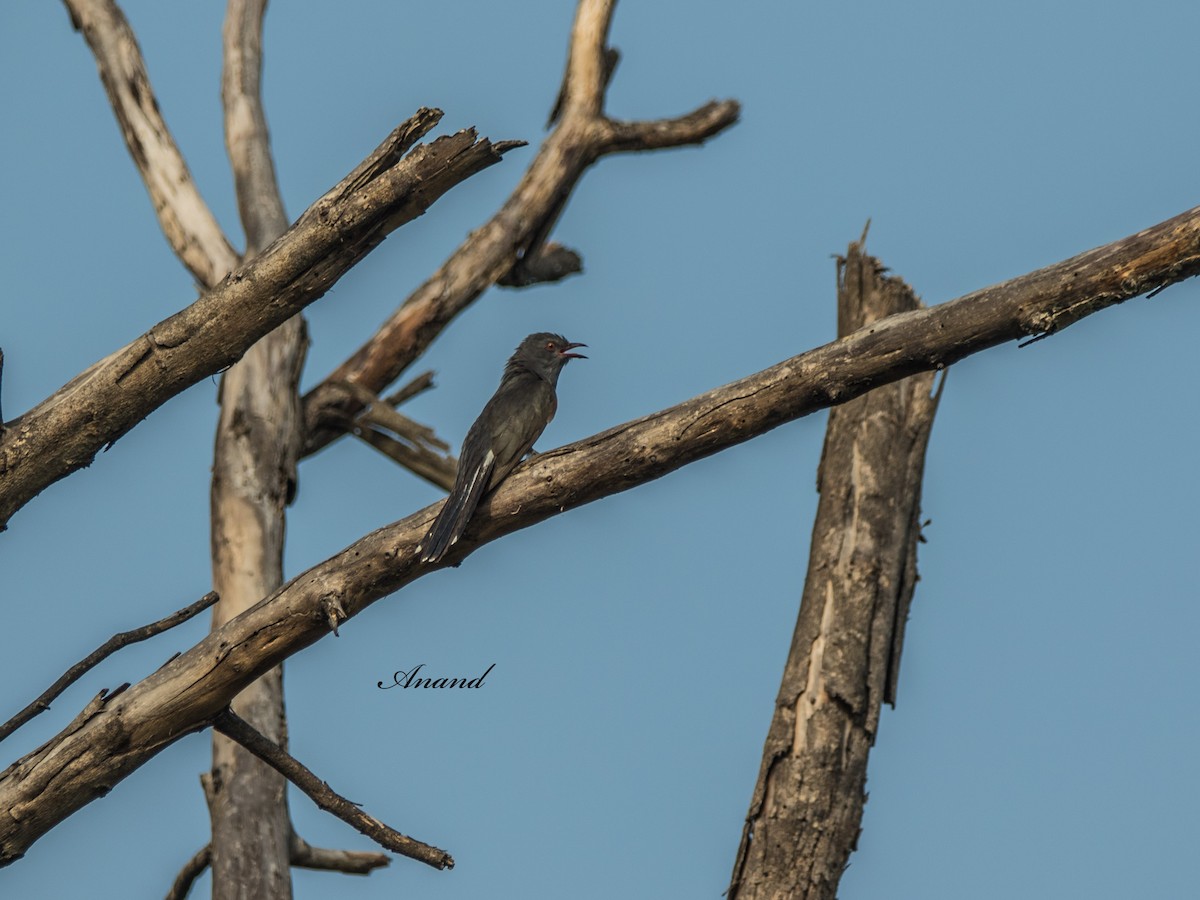 Gray-bellied Cuckoo - ML638227664