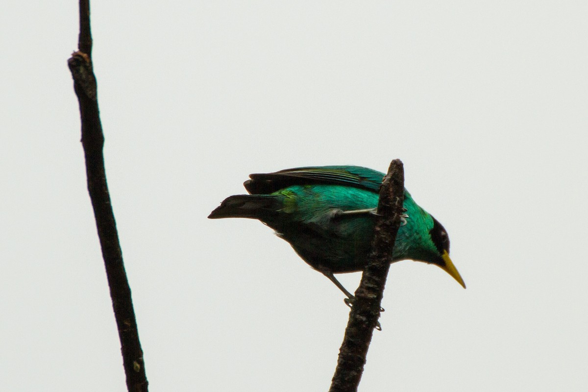 Green Honeycreeper - ML638227667