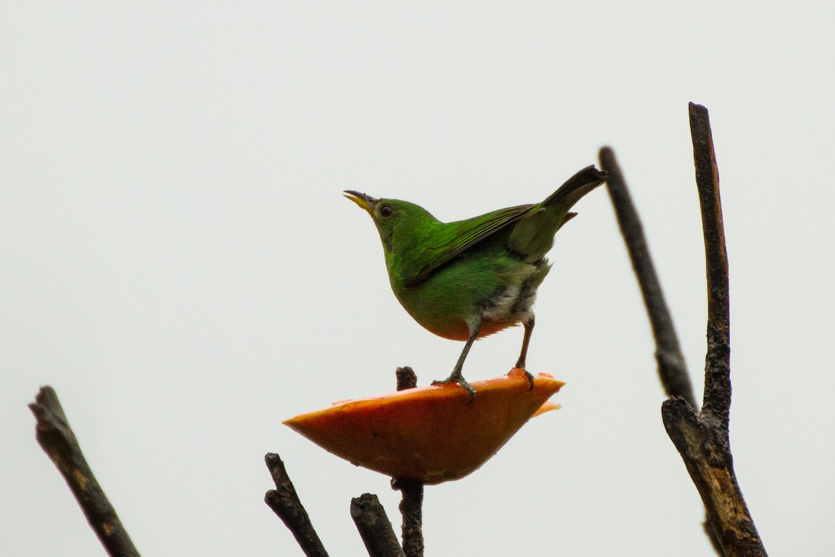 Green Honeycreeper - ML638227669