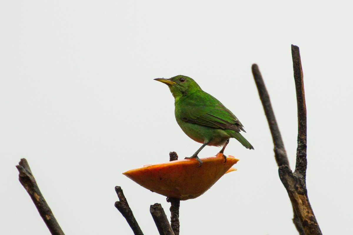 Green Honeycreeper - ML638227670