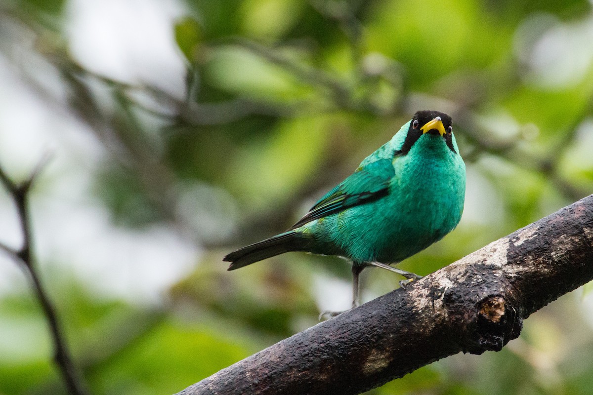 Green Honeycreeper - ML638227671