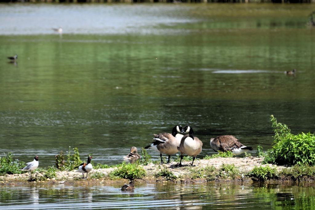 Common Shelduck - ML638227676