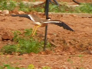 Red-wattled Lapwing - ML638227682
