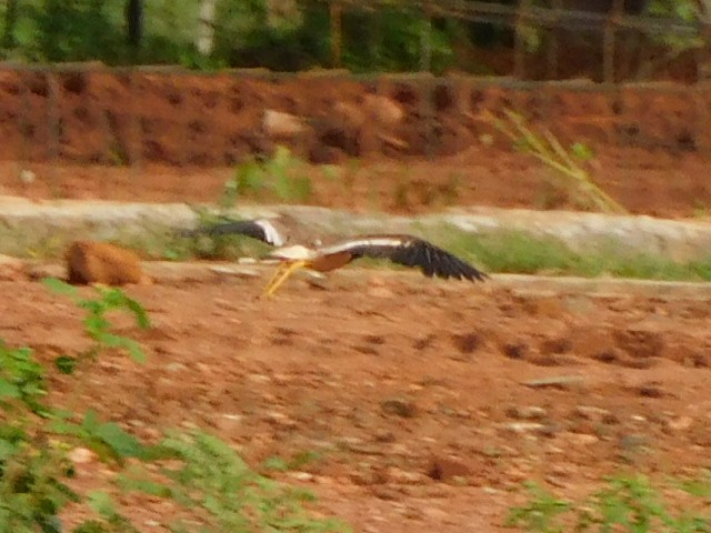 Red-wattled Lapwing - ML638227683