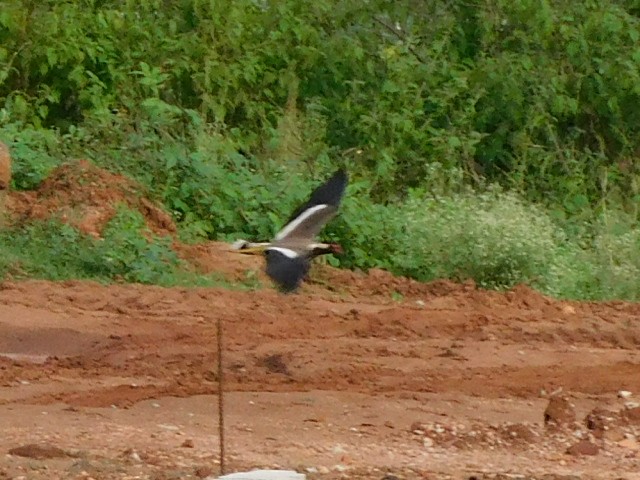 Red-wattled Lapwing - ML638227684