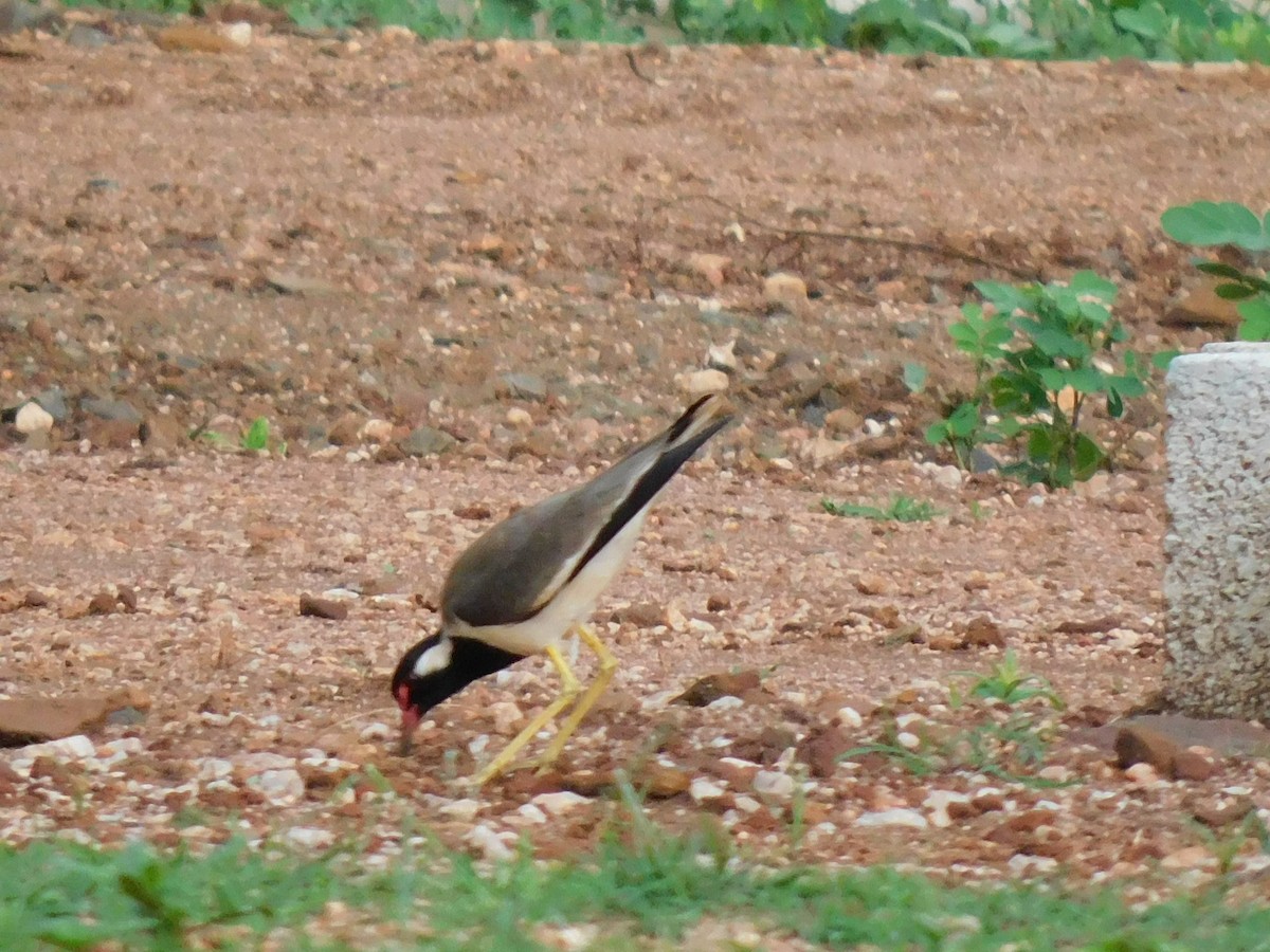 Red-wattled Lapwing - ML638227685