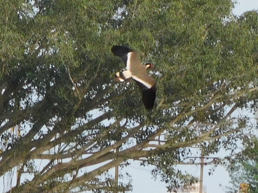 Red-wattled Lapwing - ML638227686