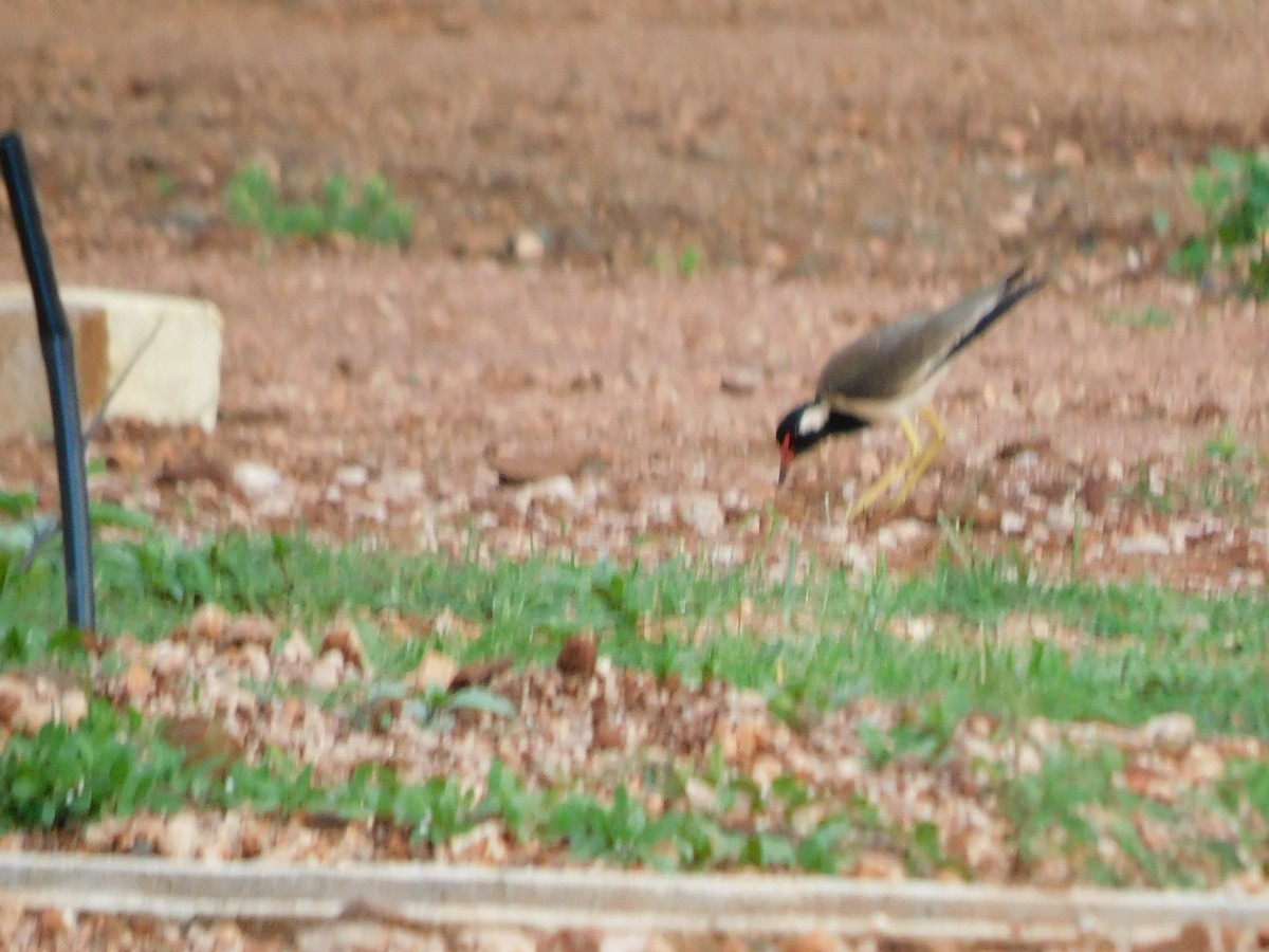 Red-wattled Lapwing - ML638227687
