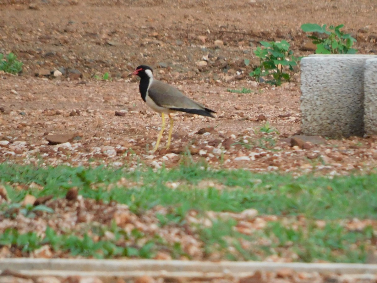 Red-wattled Lapwing - ML638227689