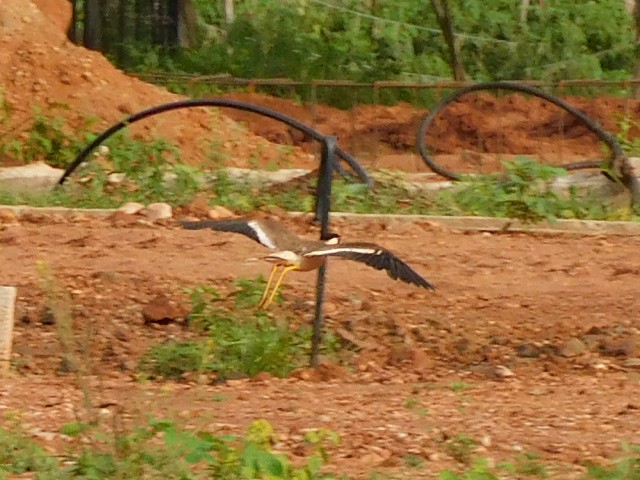 Red-wattled Lapwing - ML638227690